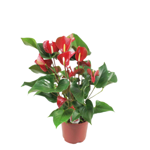 Flowering Anthurium (6in+)