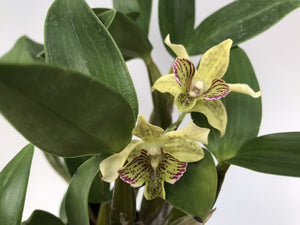 Den. Chocolate Chip (Blooming)
