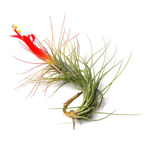 Tillandsia funckiana