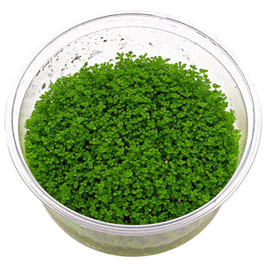 Hemianthus callitrichoides 'Cuba' (TC)