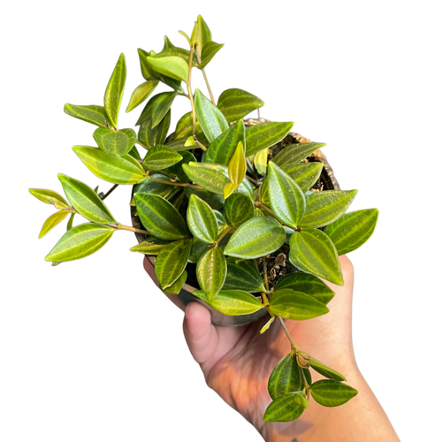 Peperomia angulata