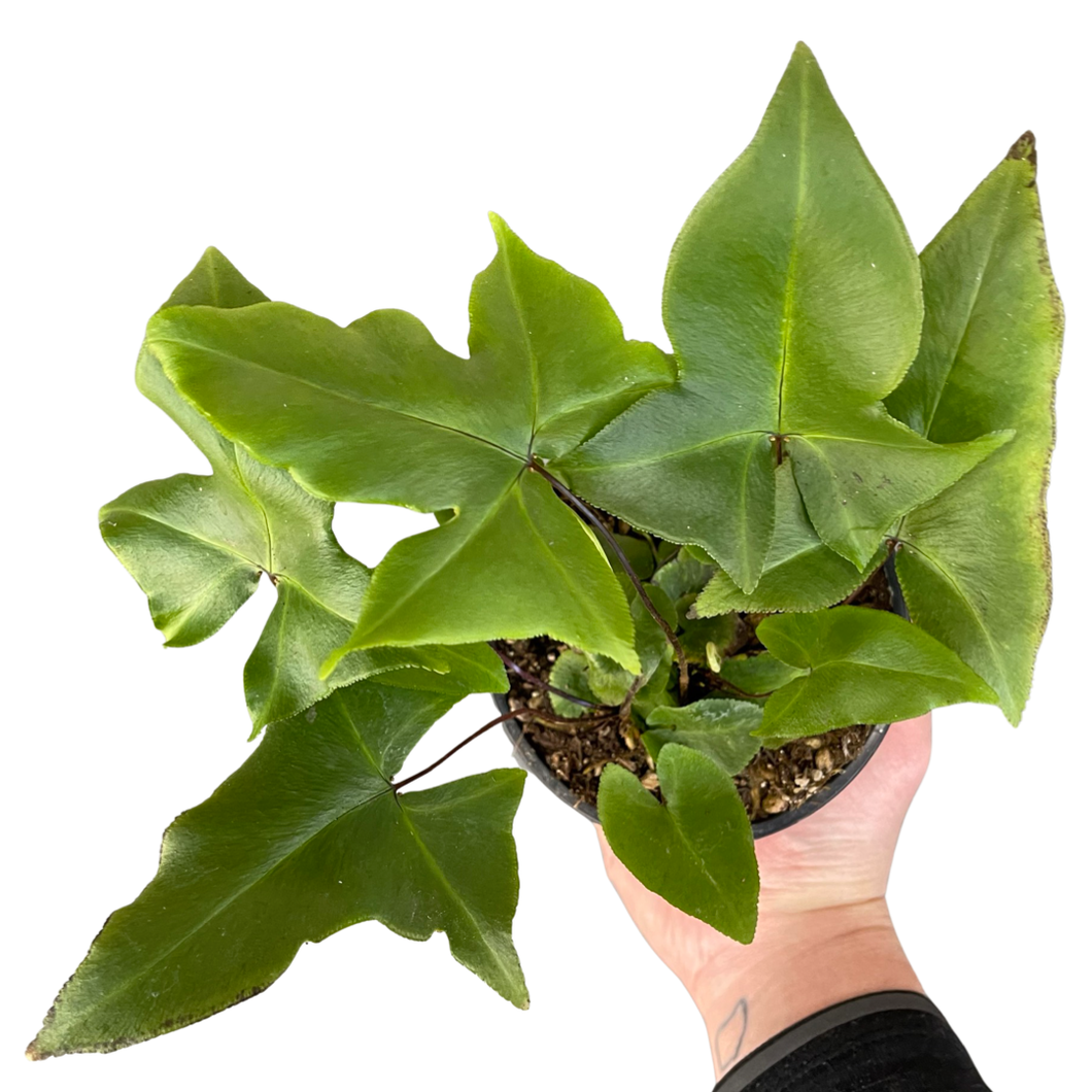 Arrow Fern