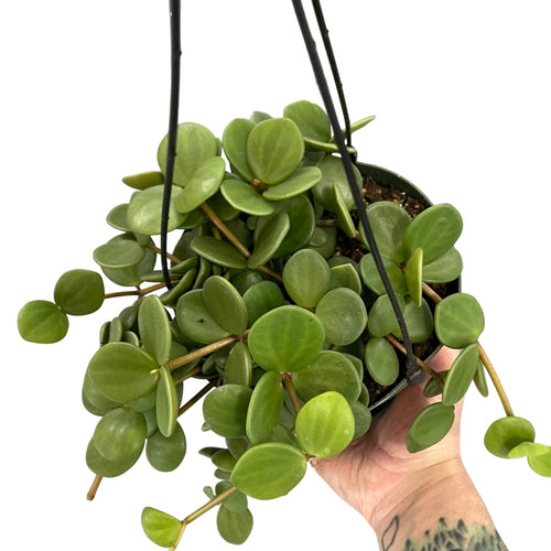 Peperomia 'Hope' (6in)