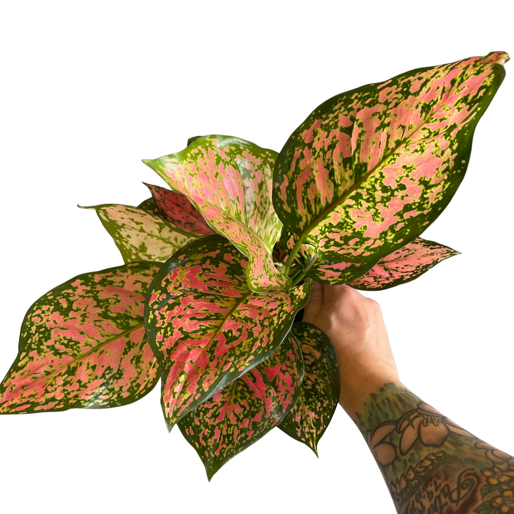 Aglaonema 'Lady Valentine'