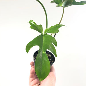 Philodendron 'Glad Hands'