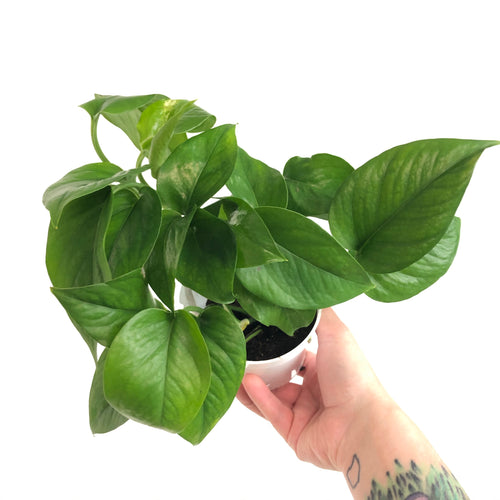 Pothos Green Queen