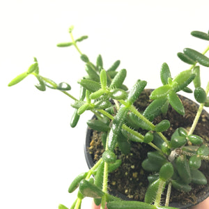 Delosperma 'Pickle Plant'