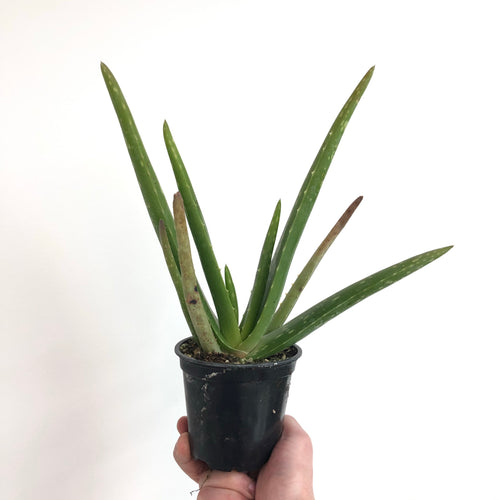 Aloe Vera (barbadensis)