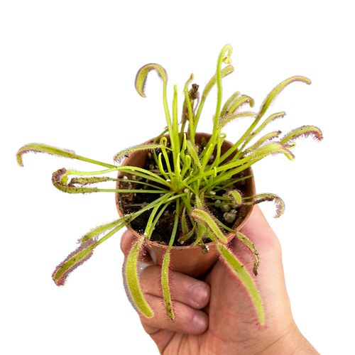 Drosera capensis