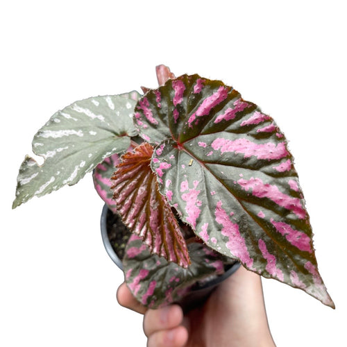 Begonia brevirimosa 'Exotica'