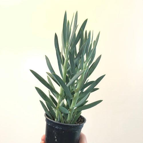 Senecio 'Skyscraper'