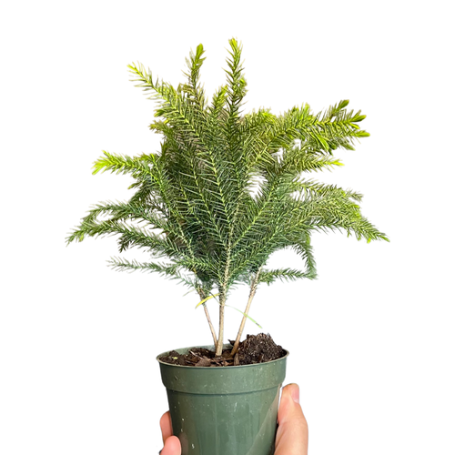 Norfolk Island Pine