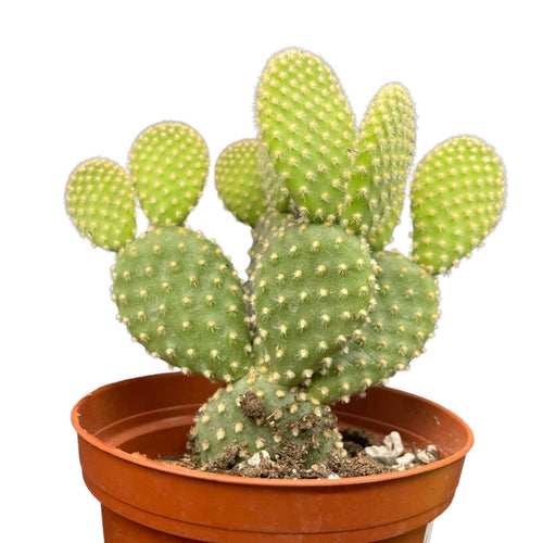 Opuntia microdasys