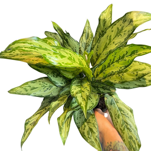 Aglaonema 'Romeo' (6in)