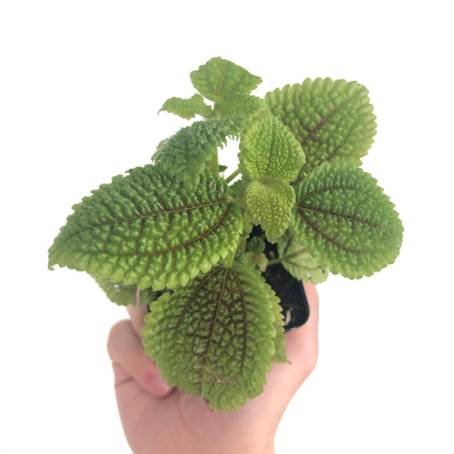 Pilea 'Moon Valley'