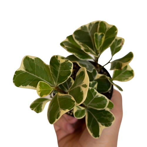 Ficus triangularis variegata