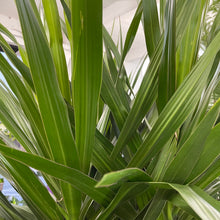 Load image into Gallery viewer, Dracaena &#39;Tarzan&#39; (10in)