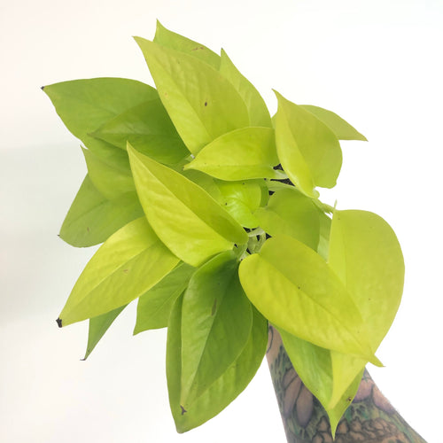 Neon Pothos