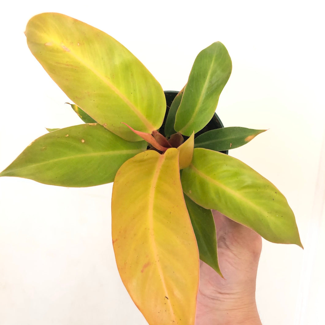 Philodendron 'Prince of Orange'