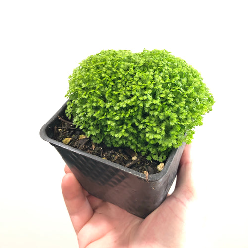 Selaginella kraussiana 'Brownii'