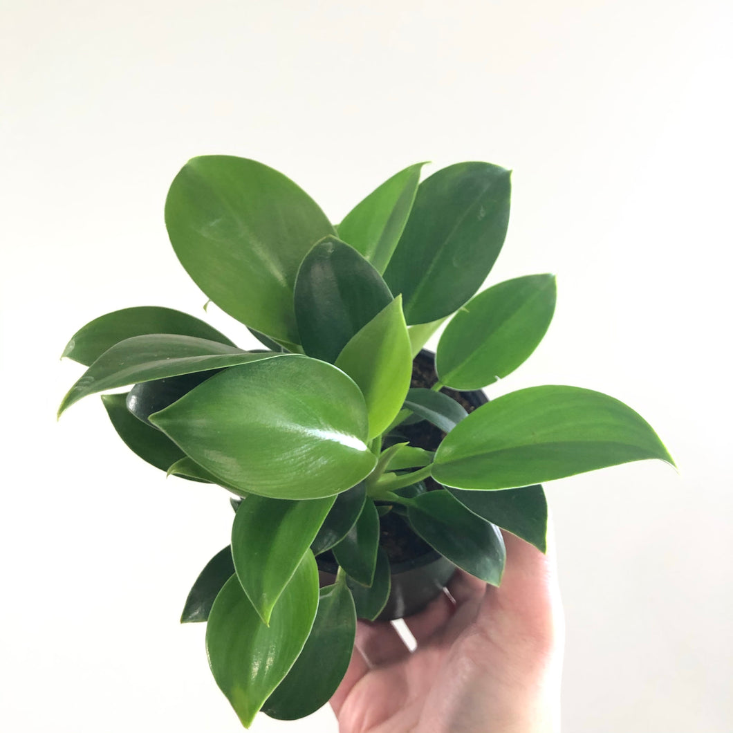 Philodendron 'Green Princess'