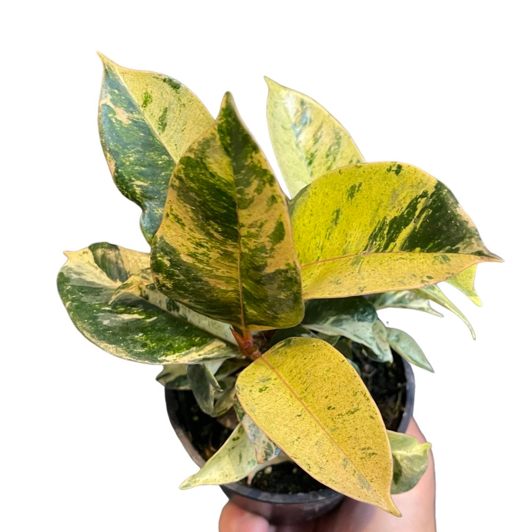 Ficus elastica 'Shivereana'