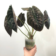 Load image into Gallery viewer, Alocasia cuprea