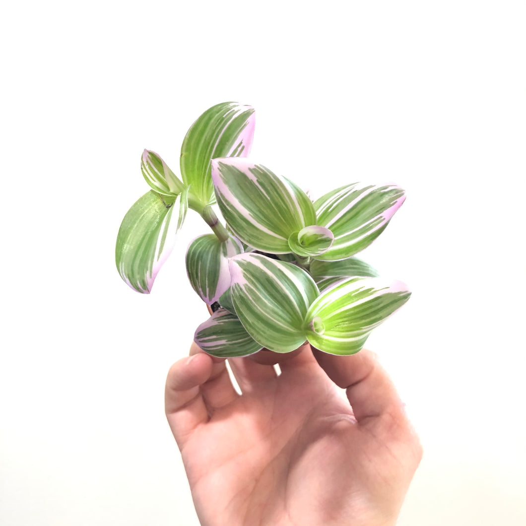 Tradescantia albiflora ‘Nanouk’