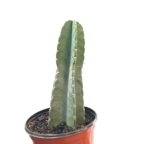 Cereus peruvianus (6in+)