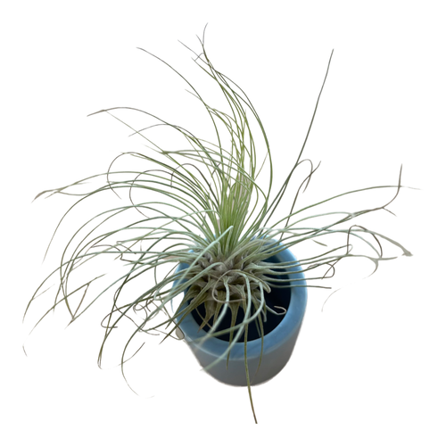 Tillandsia fuchsii