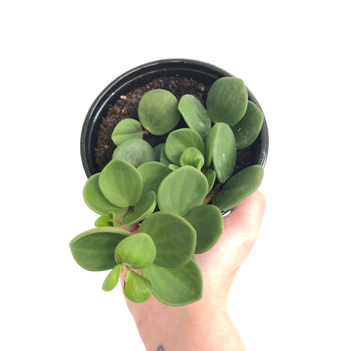 Peperomia 'Hope'