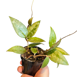 Hoya caudata sumatra