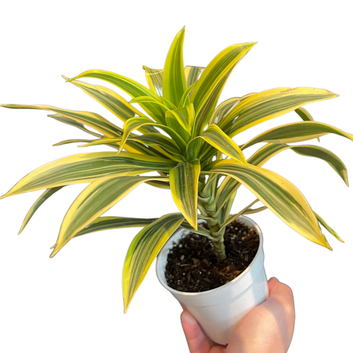 Dracaena 'Song of India'