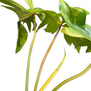 Philodendron 'Florida Green'