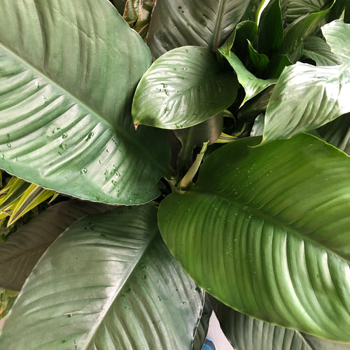 Spathiphyllum Sensation (6in+)