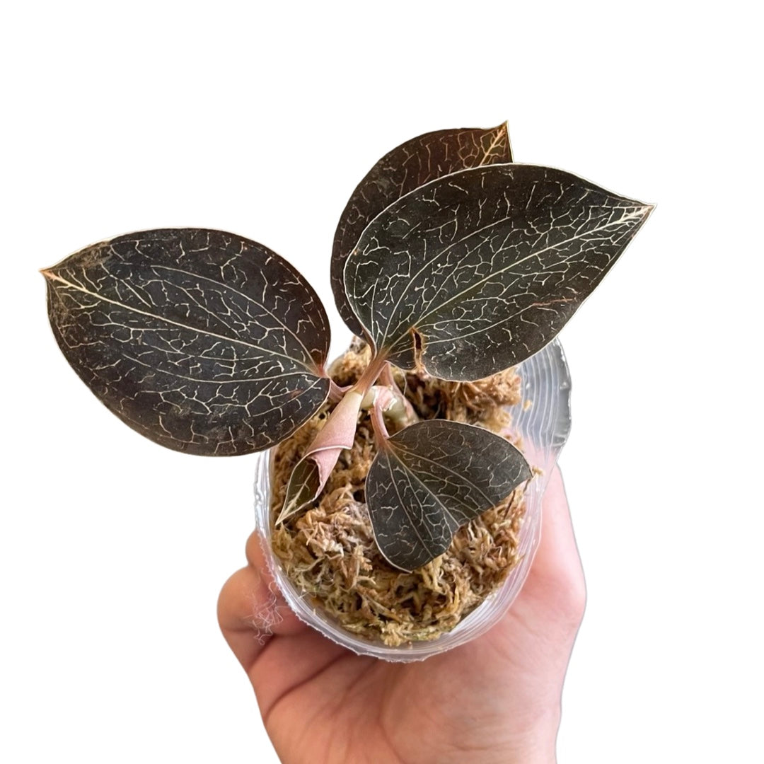 Anoectochilus chapaensis Jewel Orchid