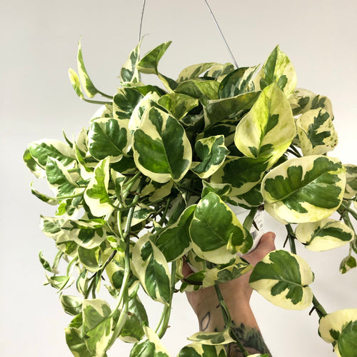 Pothos N Joy (6in)