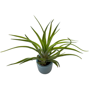 Tillandsia stricta