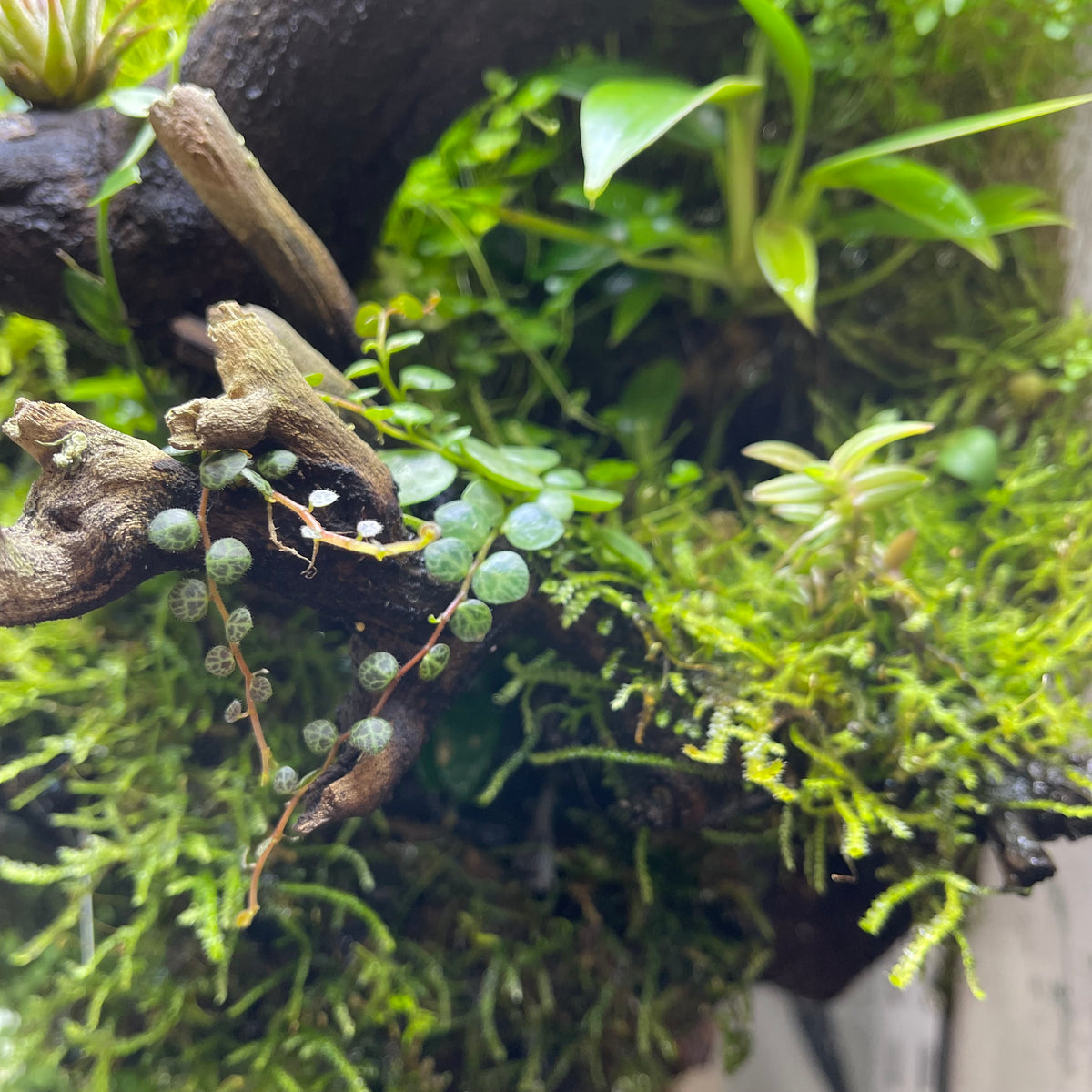 Date Night: Miniature Worlds Terrarium Workshop
