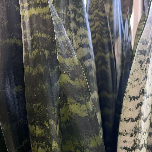 Sansevieria 'Black Coral'