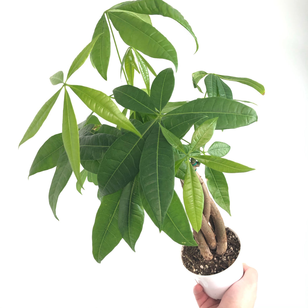 Pachira Money Tree