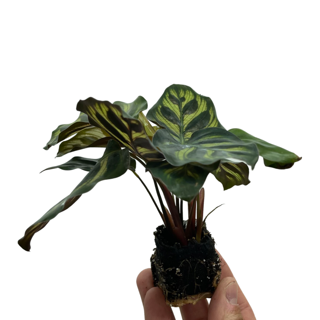 Baby Calathea makoyana