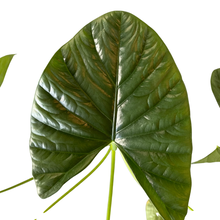 Load image into Gallery viewer, Alocasia &#39;Lukiwan&#39; (4in+)