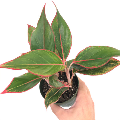 Aglaonema 'Siam'