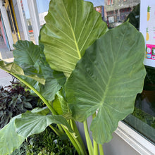 Load image into Gallery viewer, Alocasia Portora (10in)