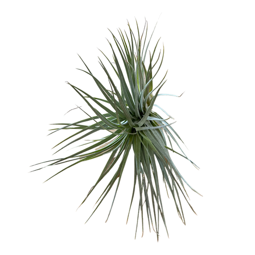 Tillandsia houston 