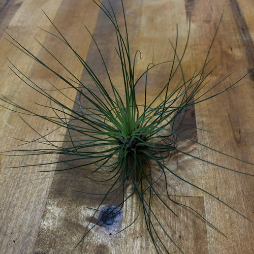 Tillandsia filifolia