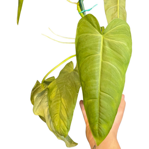 Philodendron NOID