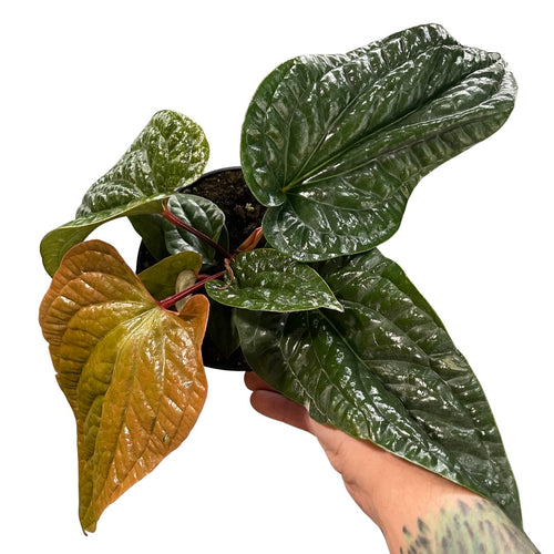 Anthurium luxurians