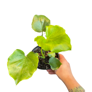 Philodendron 'Hope' (6in)